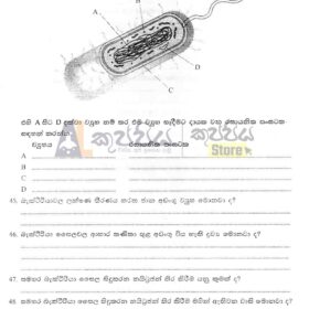 SFT biology model questions